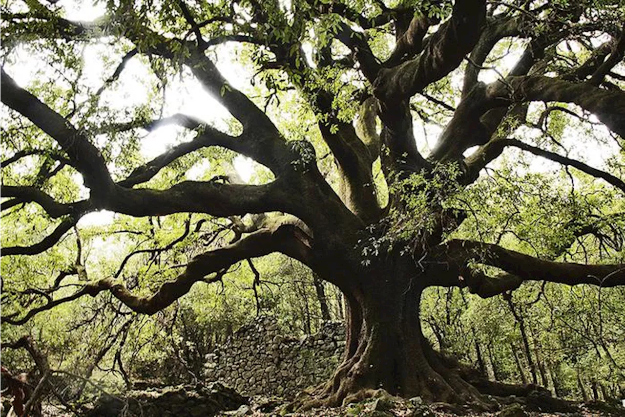 Alberi monumentali,1.548 comuni italiani con almeno un esemplare