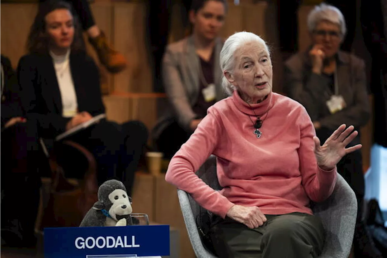 Etologa Jane Goodall a Roma per norma su scimmie negli zoo