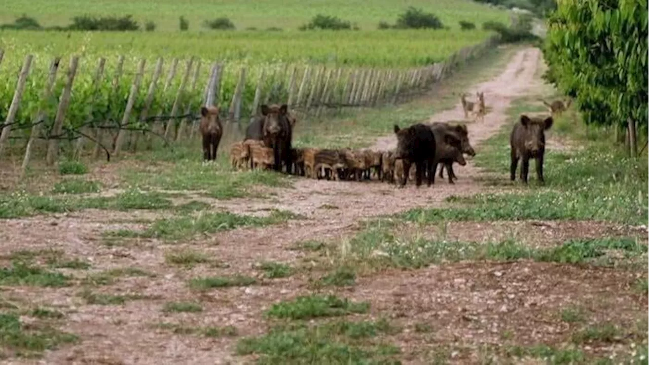 Nei campi 200 milioni di danni, razzia dei cinghiali