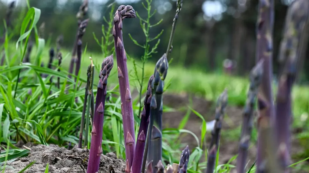 Neben Weiß und Grün: Jetzt wird violetter Spargel geerntet