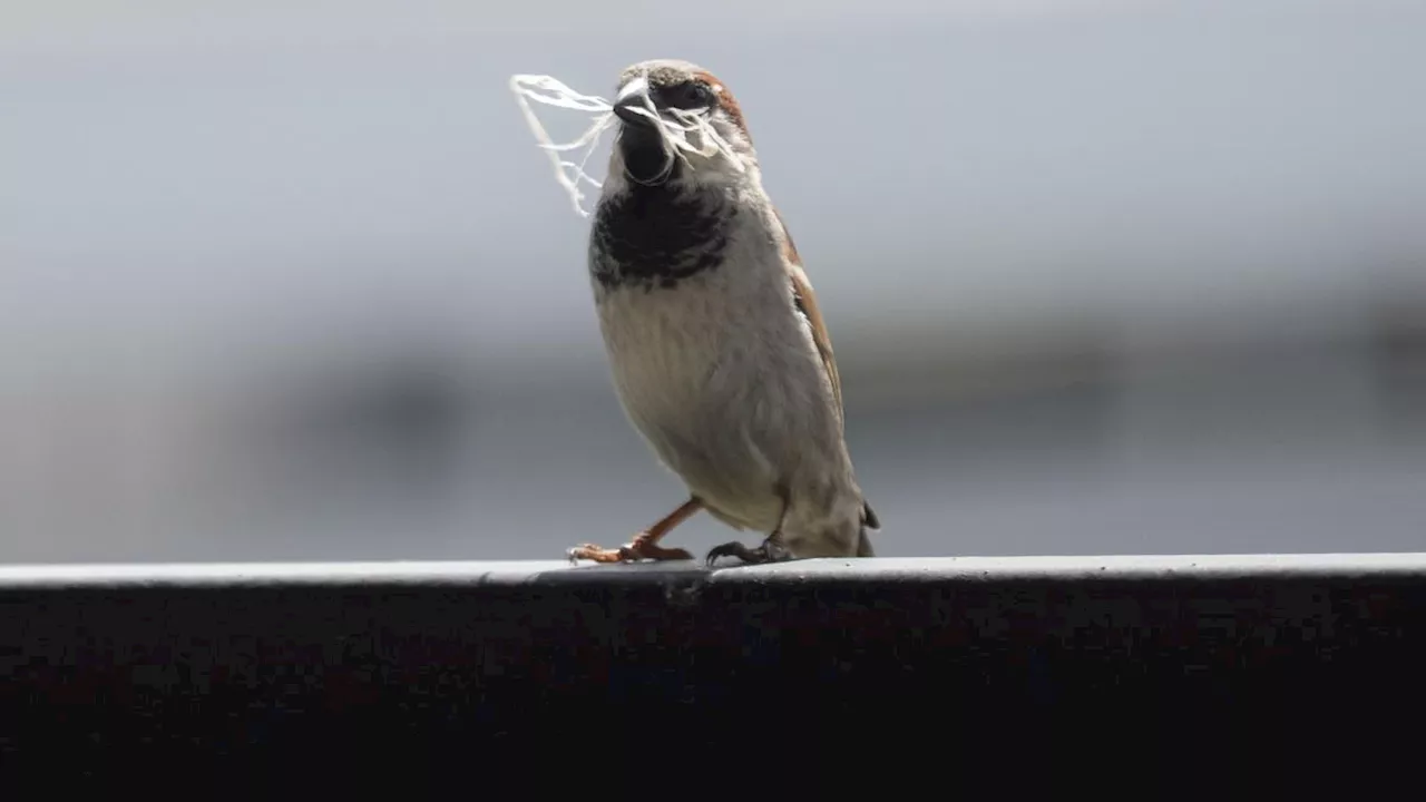 'Stunde der Gartenvögel' - Große Vogelzählung in Deutschland