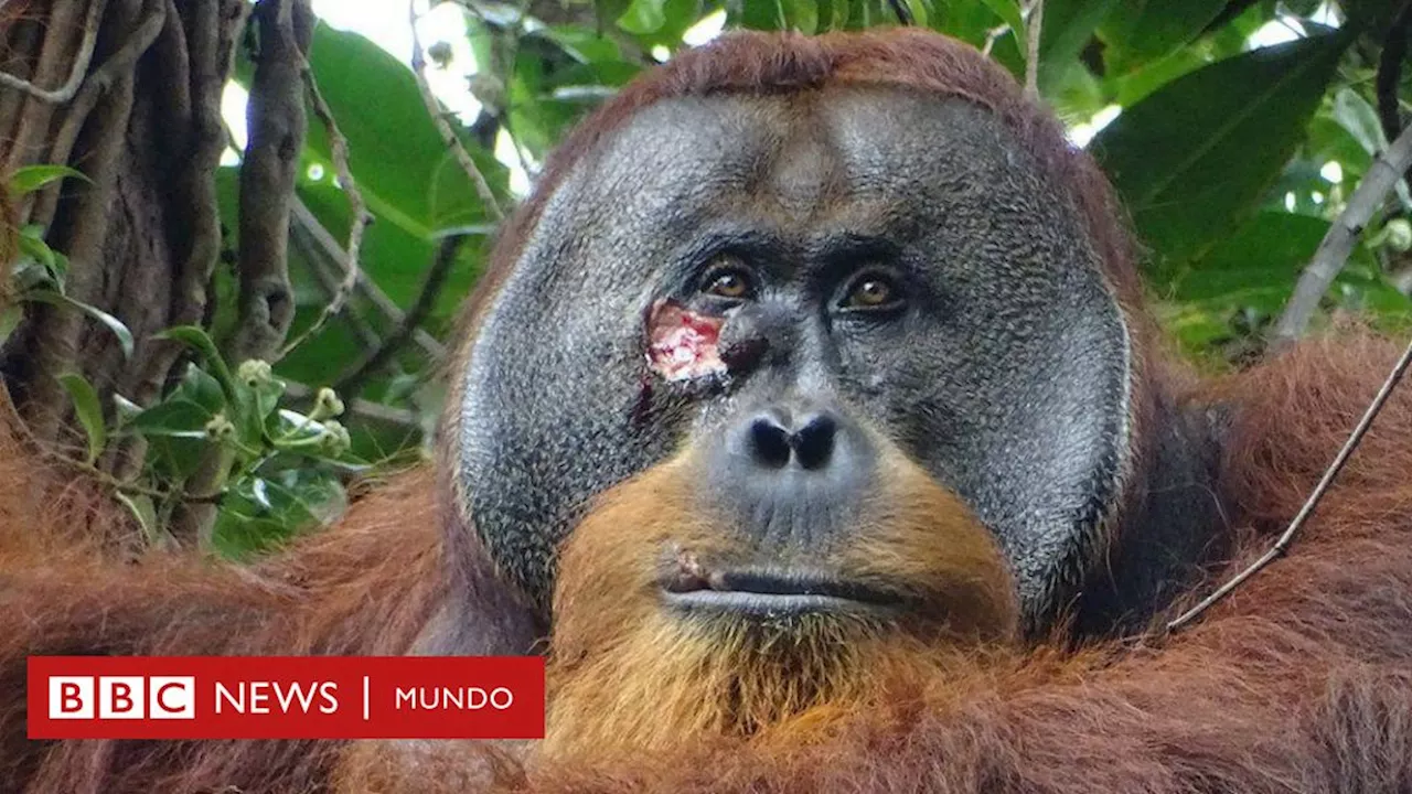 Orangután de Sumatra: los científicos graban por primera vez a uno curándose una herida con una planta