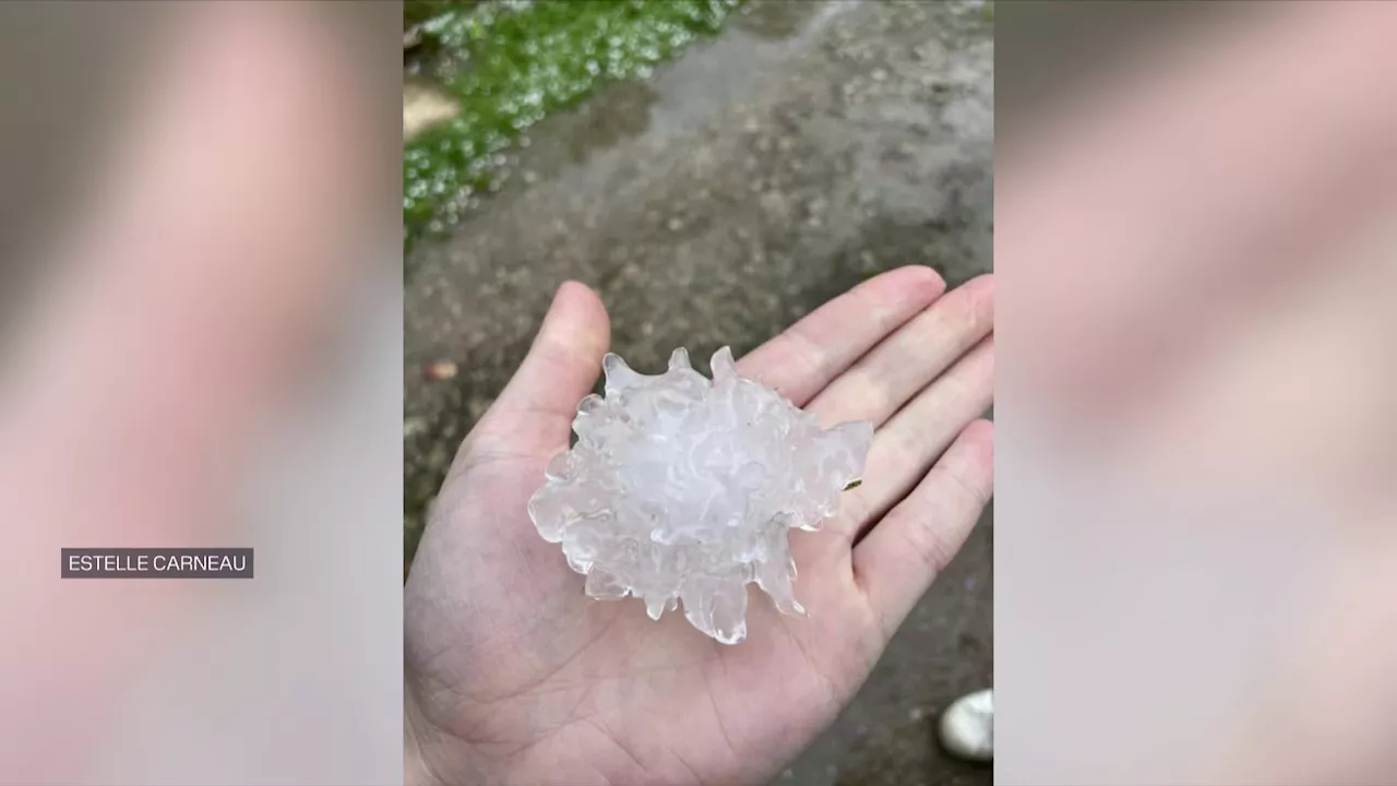 'Les vignes sont massacrées': les orages et la grêle ont ravagé le Chablis