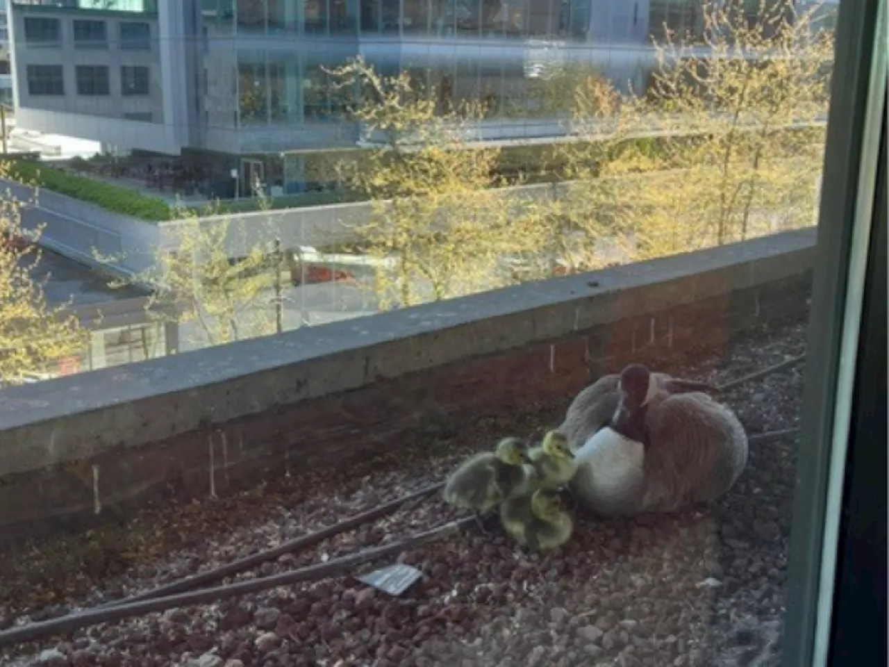 First goslings hatch amidst rising concerns of high-rise nesting