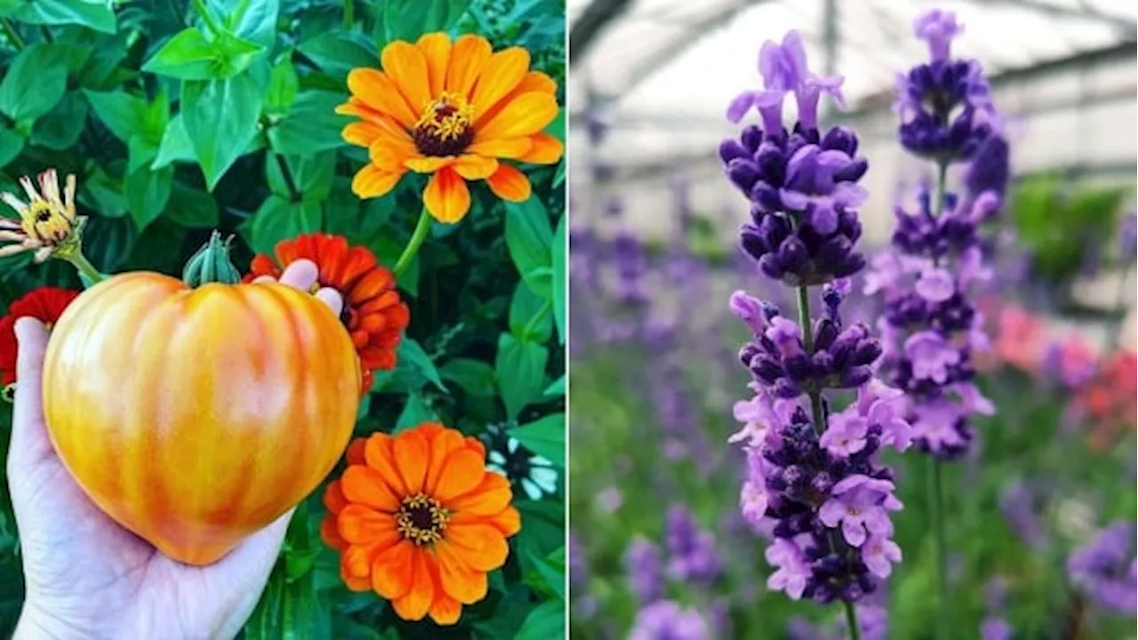 What to plant in 2024: Annuals, perennials and vegetables to look for at your garden centre