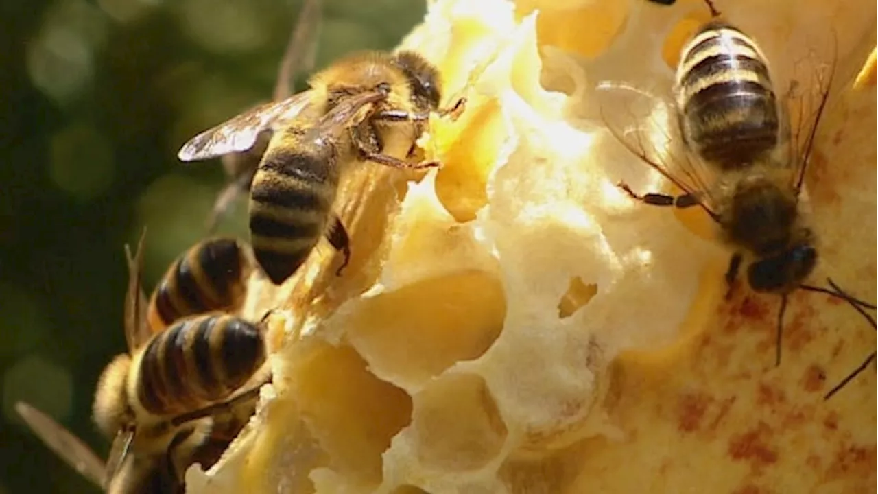 Honeybees invaded a reporter's home, and upended everything she thought she knew about them