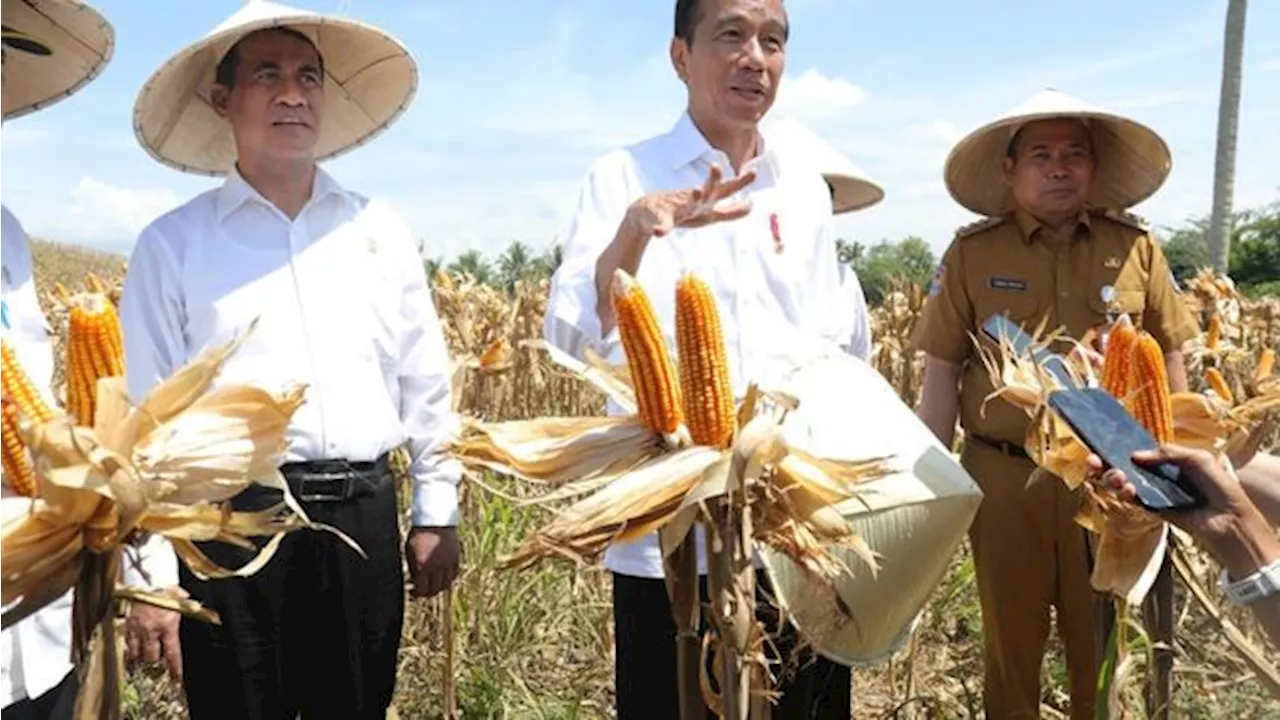 Teriak Harga Jagung Lagi Anjlok, Jokowi Minta 2 Menteri Lakukan Ini