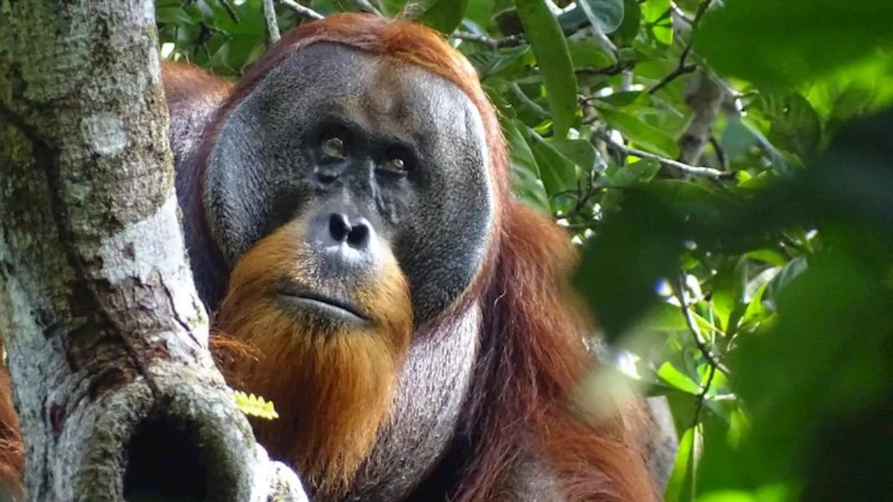 Orangutan observed treating wound using medicinal plant in world first