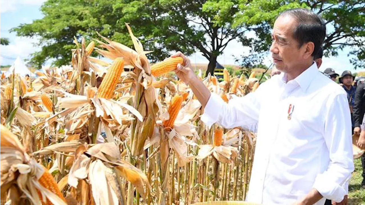 Jokowi Bongkar Biang Kerok Jatuh Harga Jagung