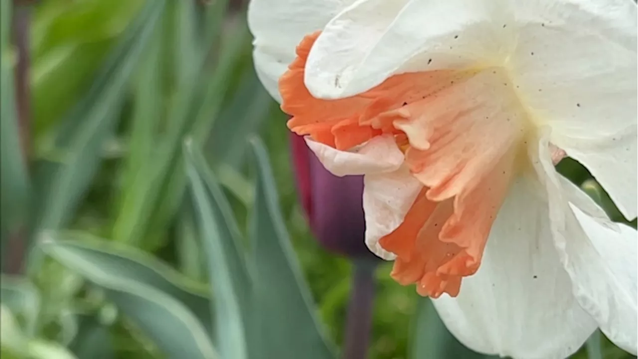 Tulips bloom early in Ottawa