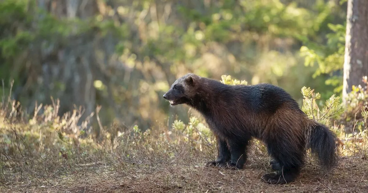 Early glance at renewed effort to reintroduce wolverines to Colorado presented at CPW Commission meeting