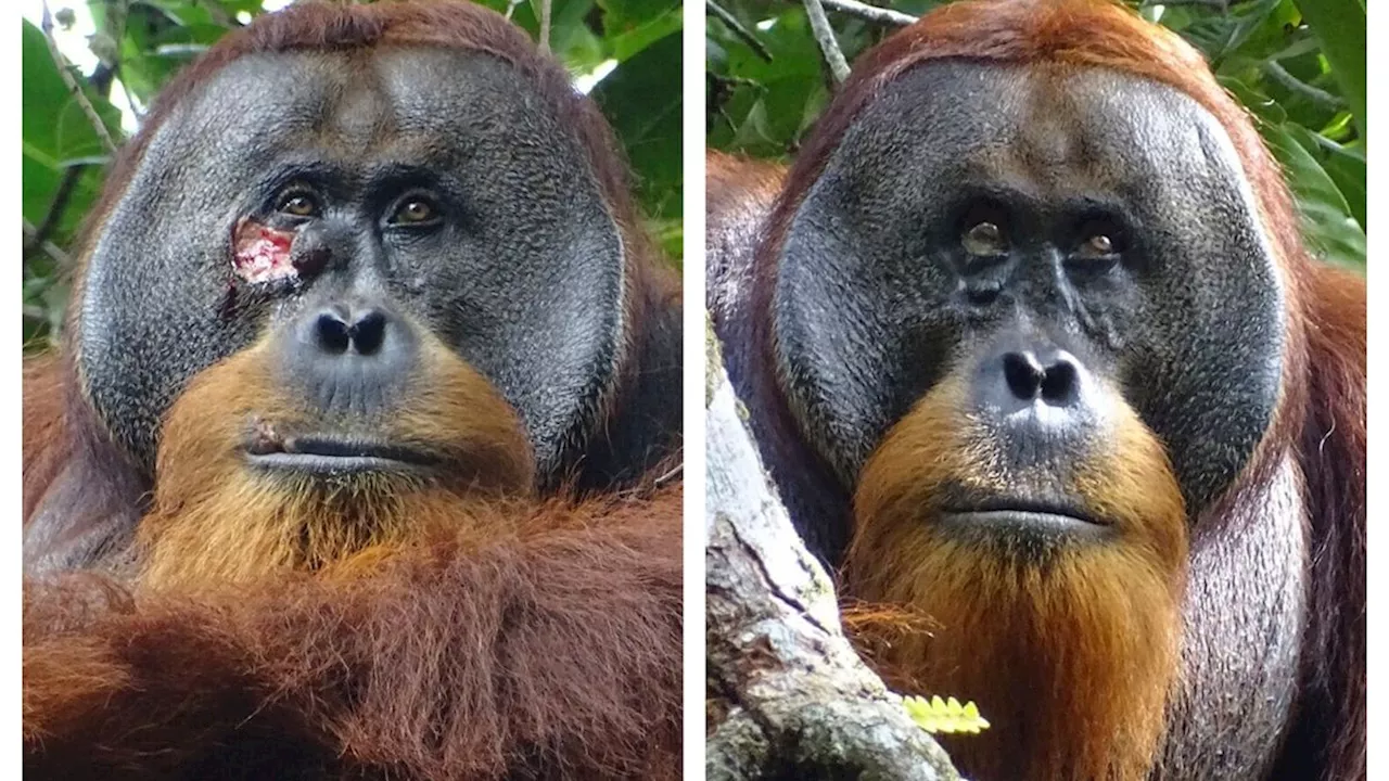 Kampfverletzung: Orang-Utan behandelt eigene Wunde mit einer Heilpflanze