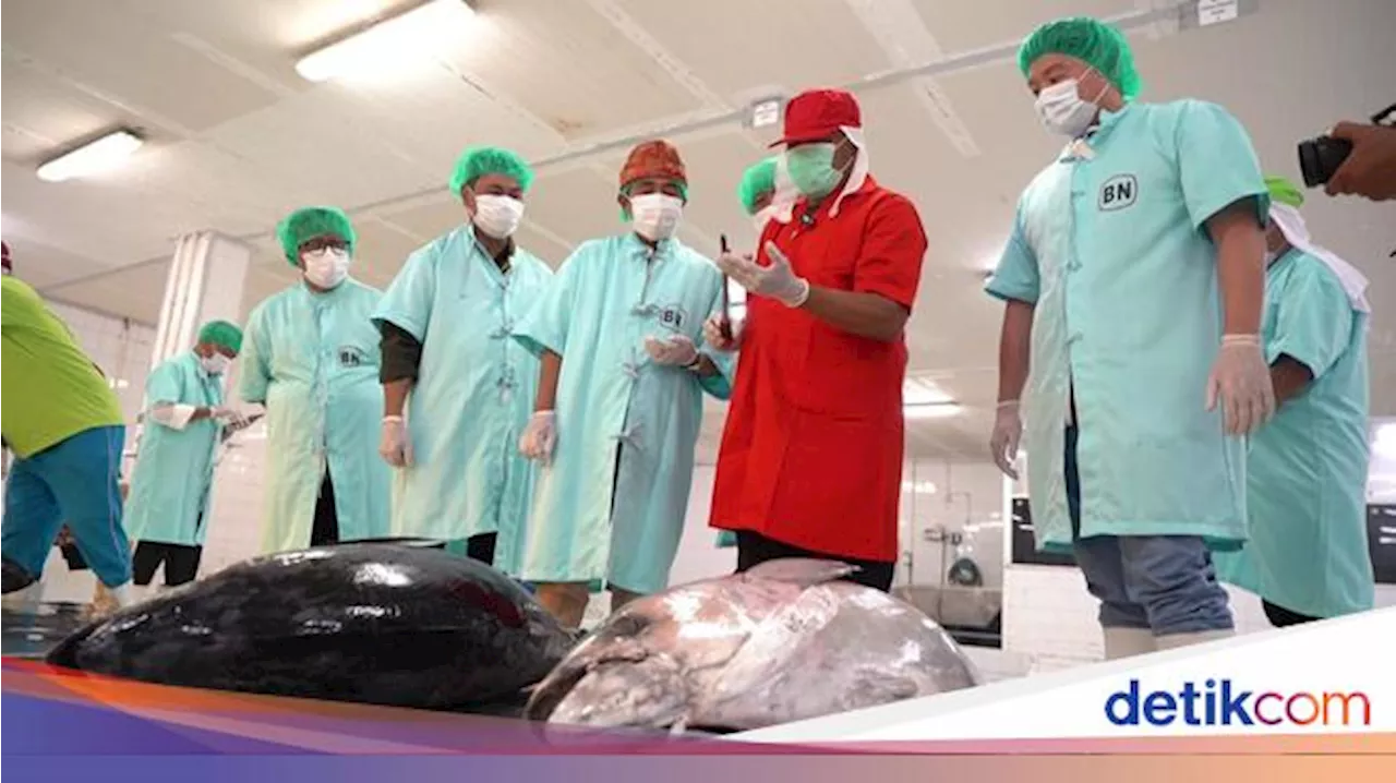 Hari Tuna Sedunia, Ini Langkah KKP Perluas Jangkauan ke Pasar Dunia