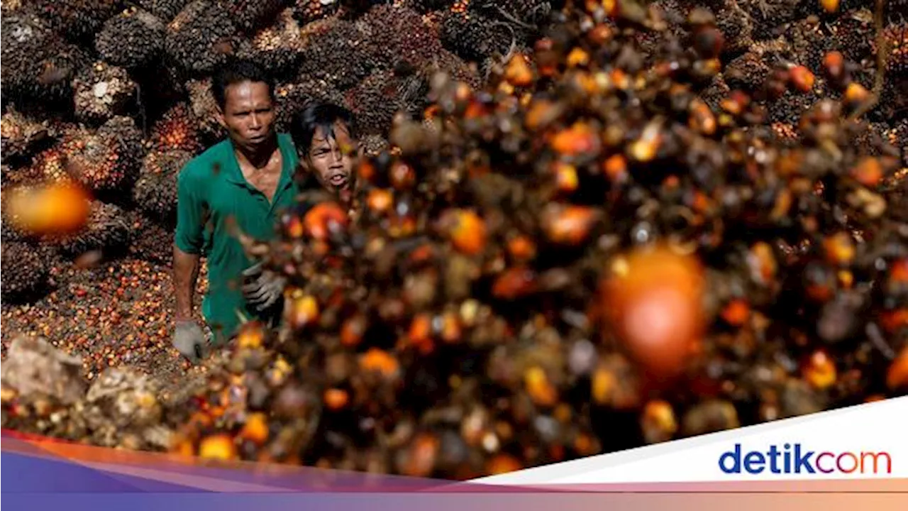 Kemendag Tetapkan Harga Referensi CPO Mei US$ 887,28/MT, Naik 2,29%