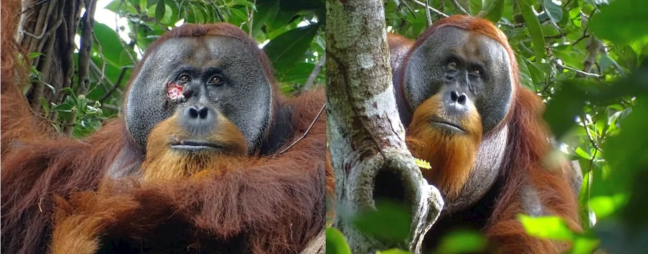 ‘Rakus’, el primer orangután al que han visto curarse una herida con una planta medicinal