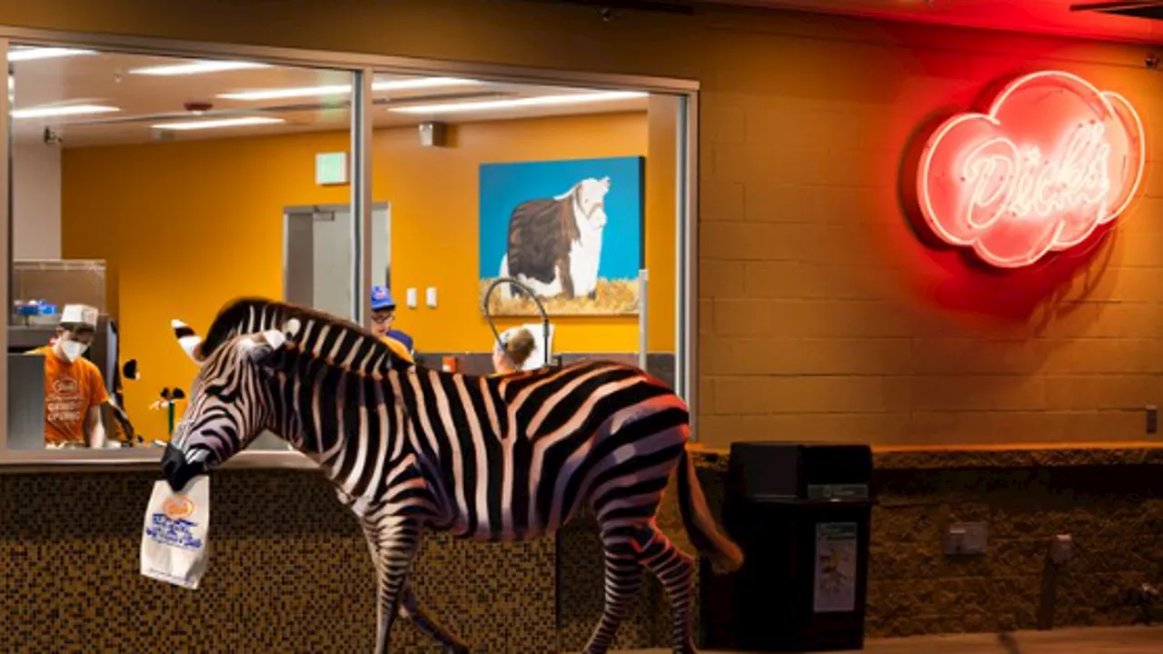 WA businesses poke fun at escaped zebra in North Bend