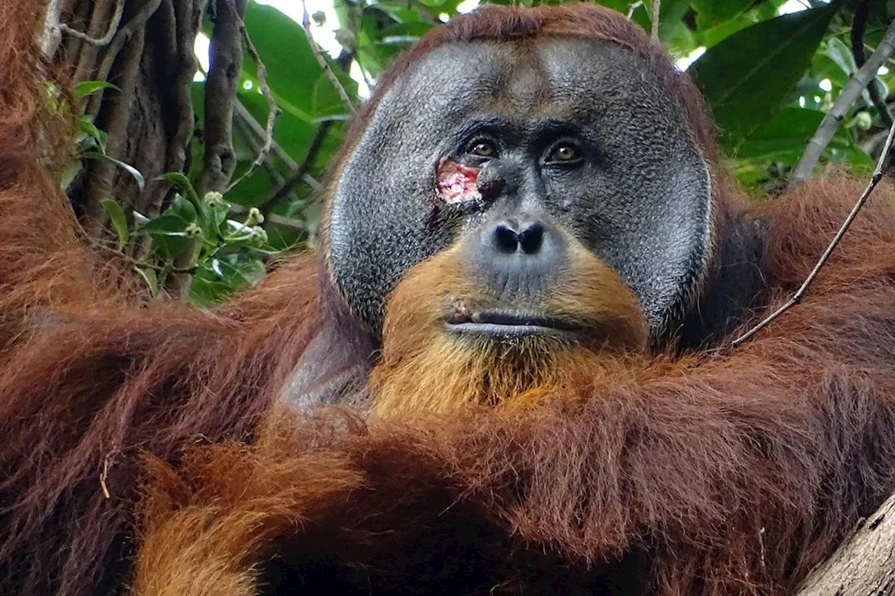 Orangutan’s use of medicinal plant to successfully treat wound intrigues scientists