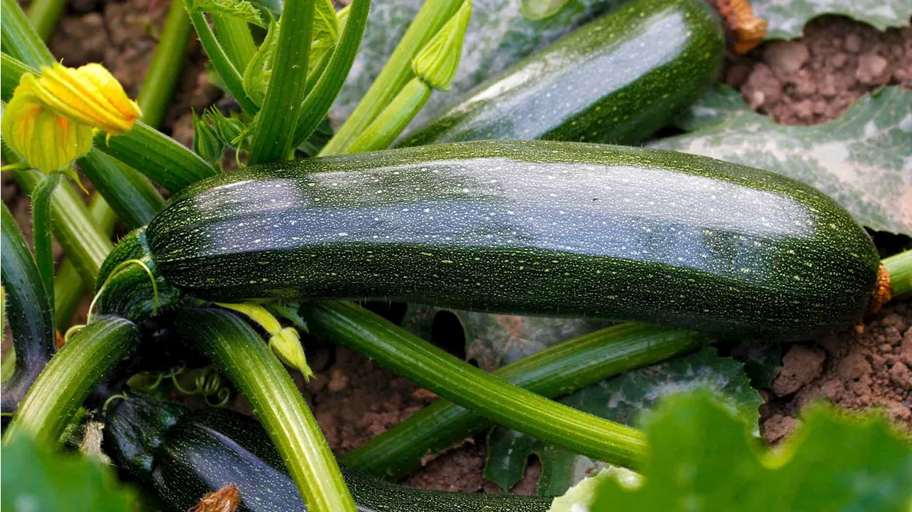 Zucchini pflanzen: So viel Abstand solltest du den Pflanzen lassen