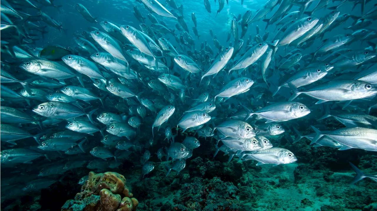 Müssen wir dem Thunfisch bald 'Goodbye' sagen?