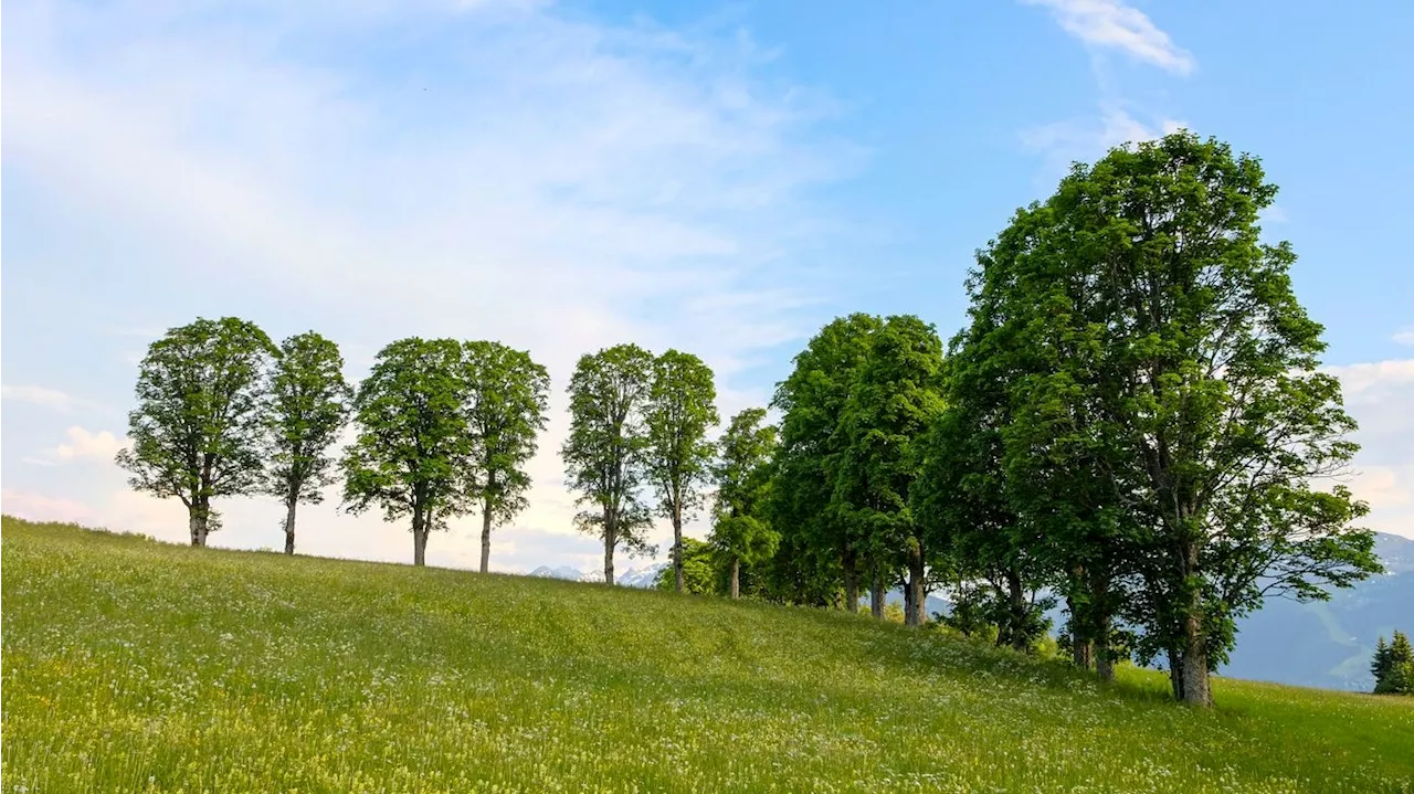 Wissenschafter plädieren, die Wälder bunter zu mischen