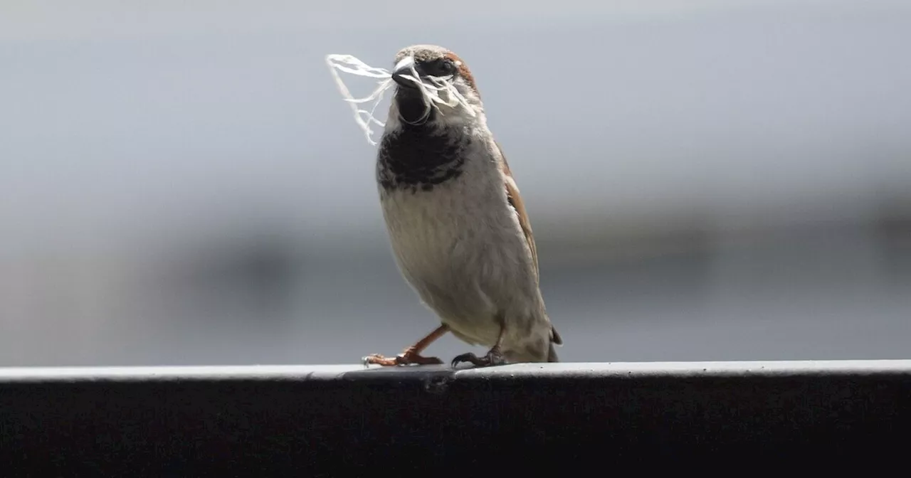 Stunde der Gartenvögel: Große Vogelzählung in Deutschland