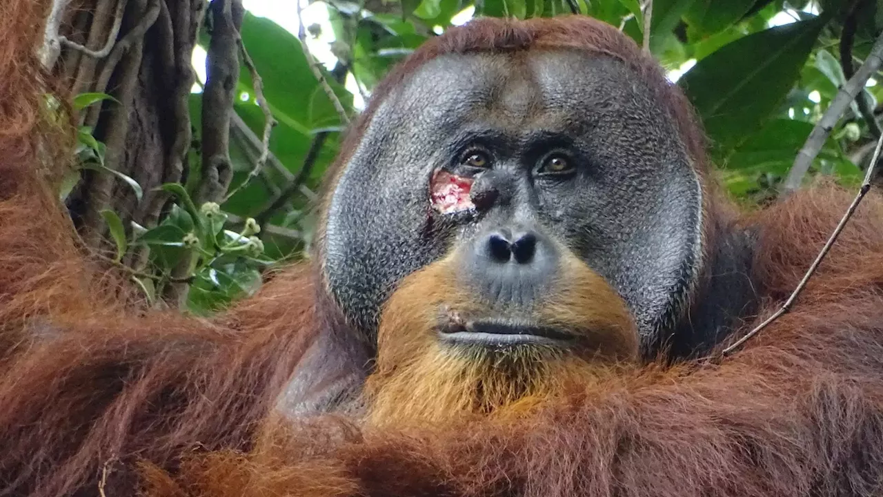 First-ever discovery of orangutan treating wound with a medicinal plant