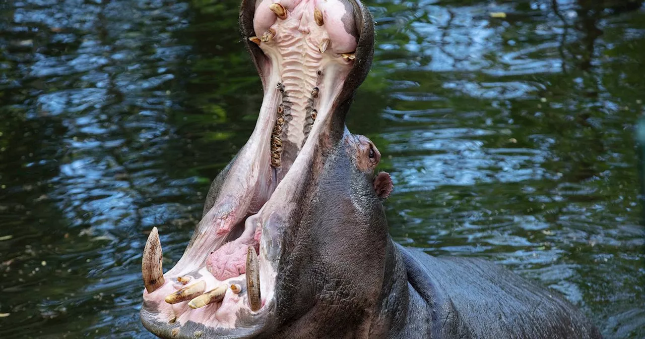 Dublin's 'lonely, lonely hippo' finally gets new mate after 7 years of solitude