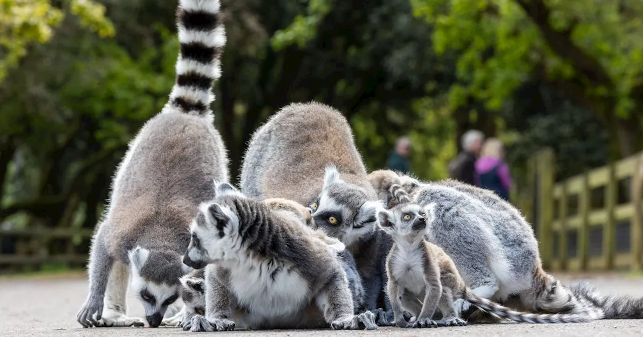 Fota Wildlife Park ask for help in naming five new endangered Ring-tailed lemurs