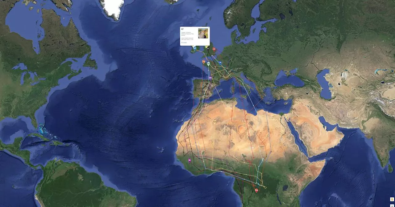 Cuckoos in Ireland: Where do they spend winter?