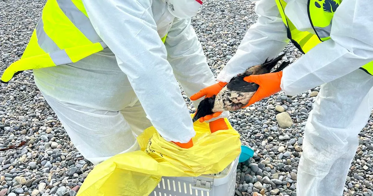 Several birds found dead following oil spill in Irish Sea between Dublin and Wexford