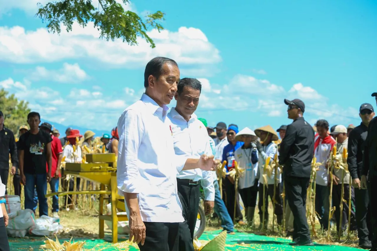 Tinjau Panen Jagung Bersama Mentan di Sumbawa, Jokowi: Semua Pihak Ambil Langkah