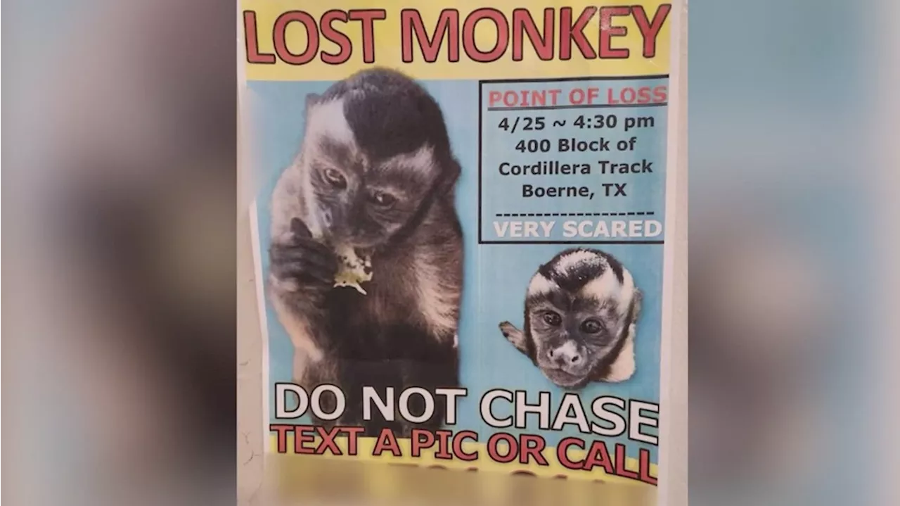 The search is on for missing monkey near Boerne