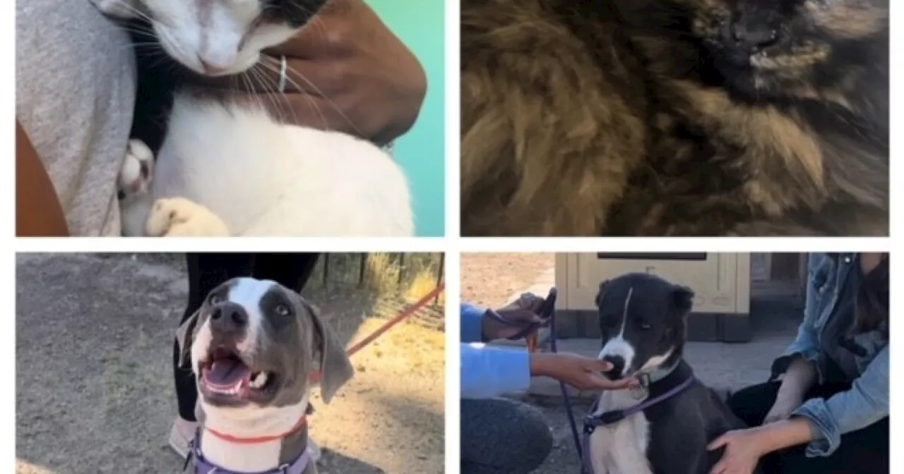 Jersey's Journeys: Adoptable pets up at HOPE Animal Shelter