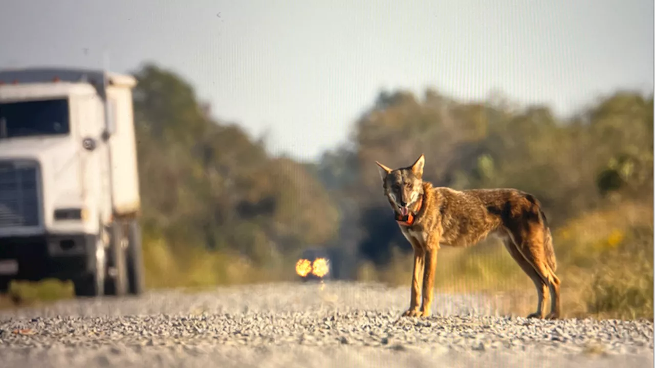 2-year-old endangered red wolf killed in North Carolina crash, wildlife officials say