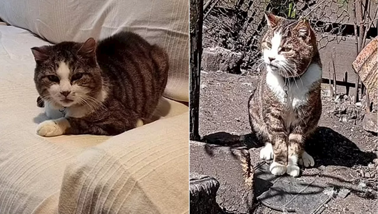 A 12 anni dalla scomparsa ritrovano il gatto Finn: era a solo tre chilometri da casa