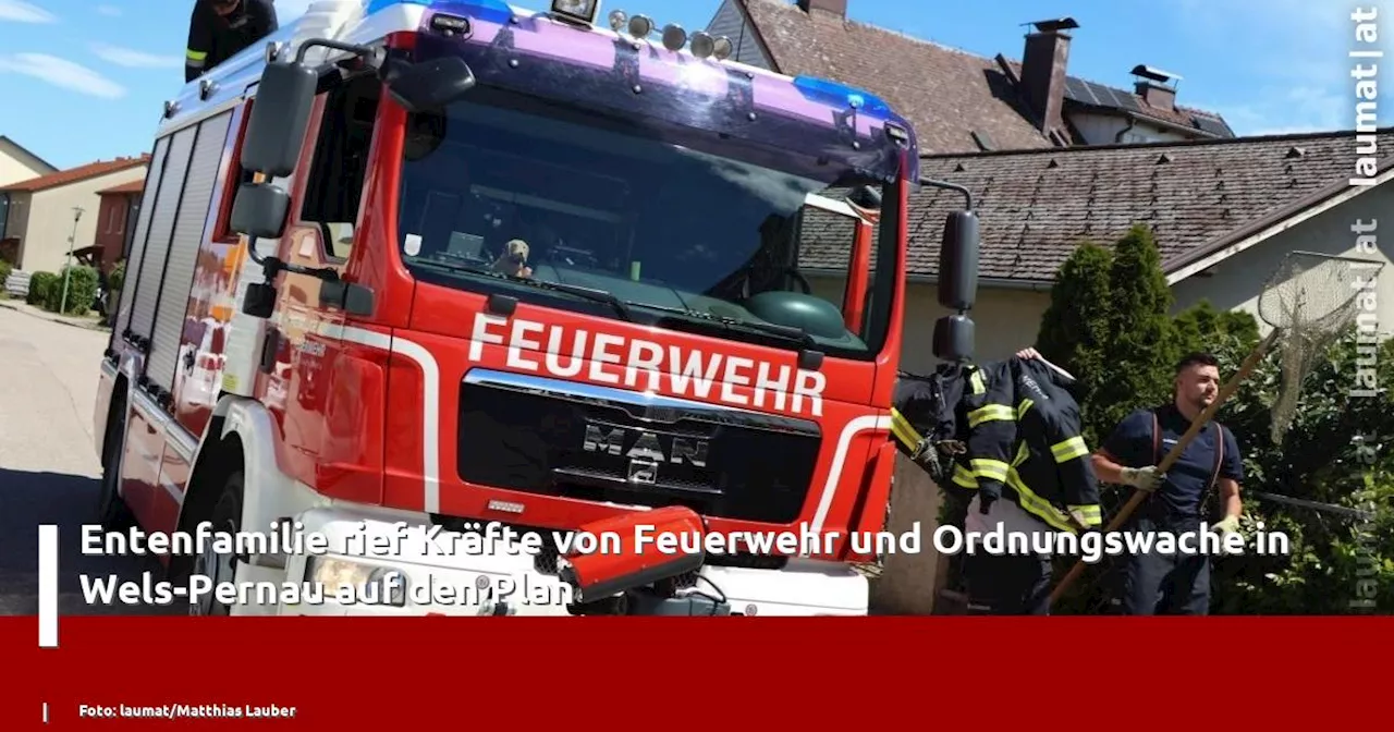 Entenfamilie rief Kräfte von Feuerwehr und Ordnungswache in Wels-Pernau auf den Plan