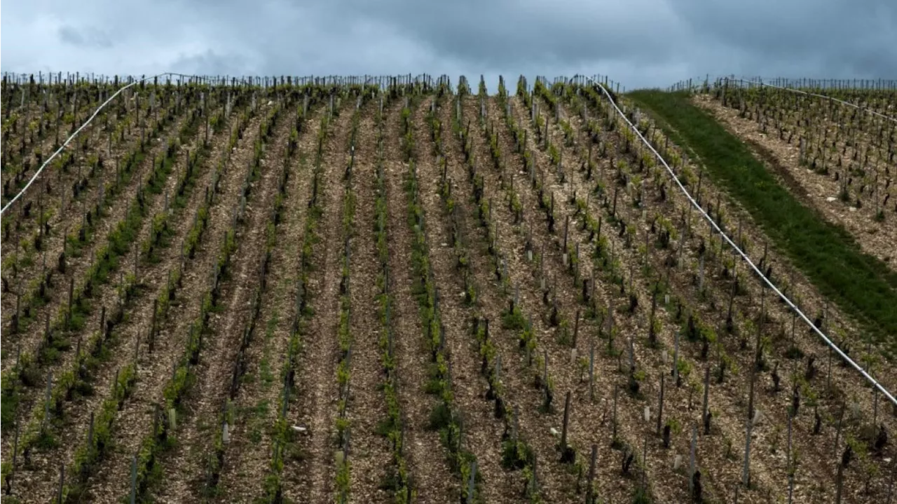 « Supercellules grêligènes » : après la grêle, des dégâts « très importants » sur le vignoble de Chablis