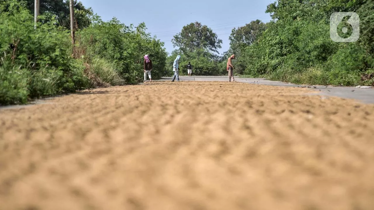 Bulog Serap Beras 30.000 Ton Gabah Petani di Musim Panen Raya