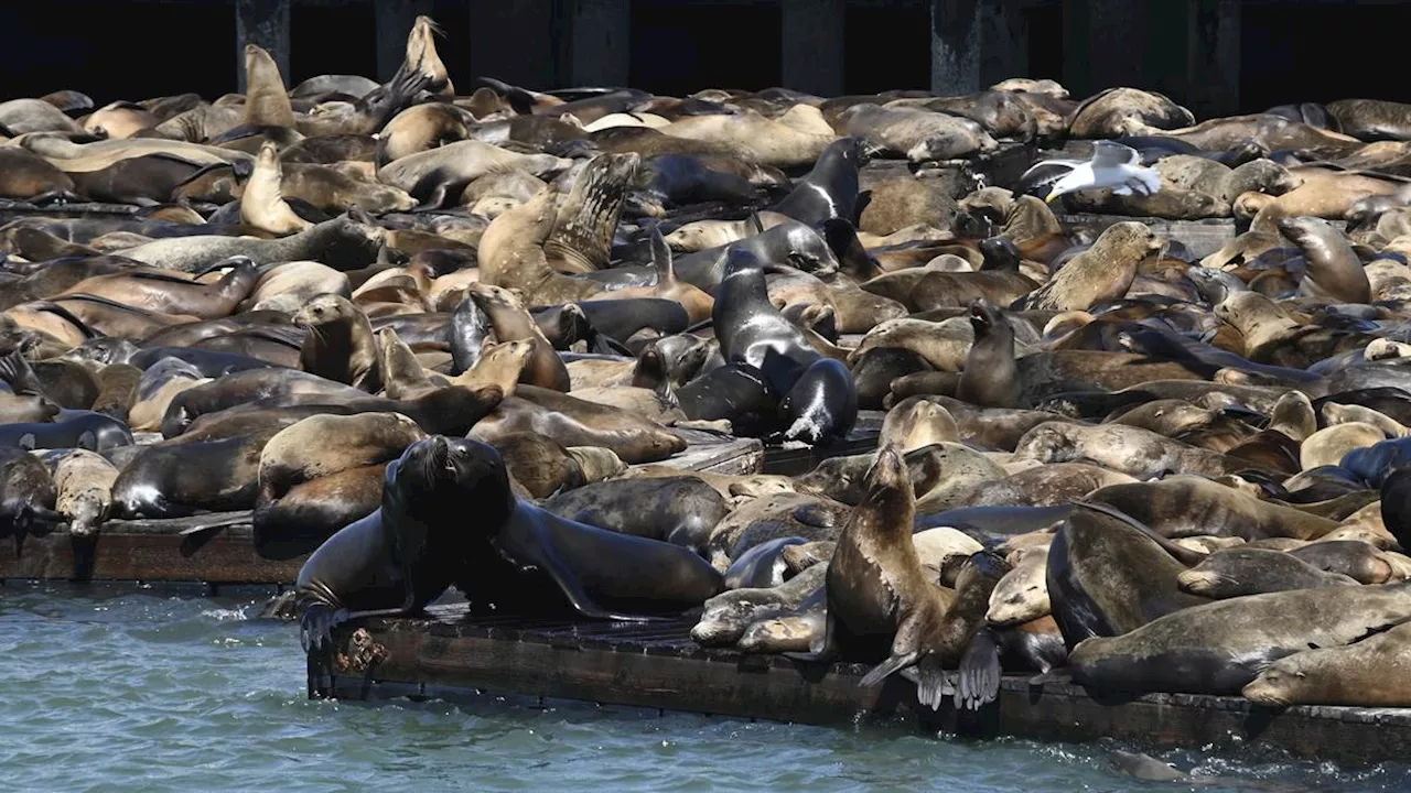 Singa Laut Mengerumuni Dermaga San Francisco