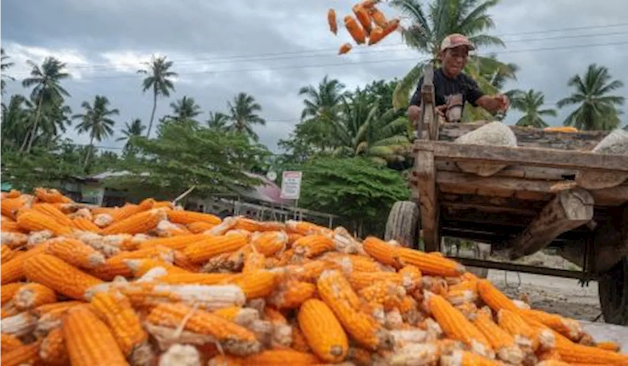 Panen Jagung di Sumbawa, Jokowi Tekankan Jaga Keseimbangan Harga