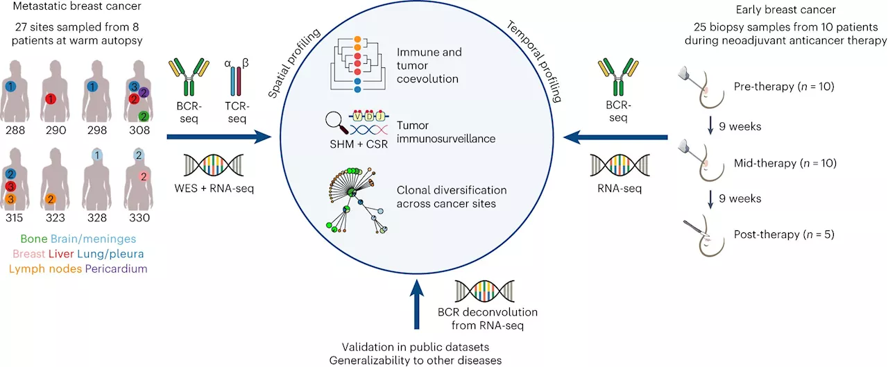 Researchers discover how immune B cells hunt down cancer around the body