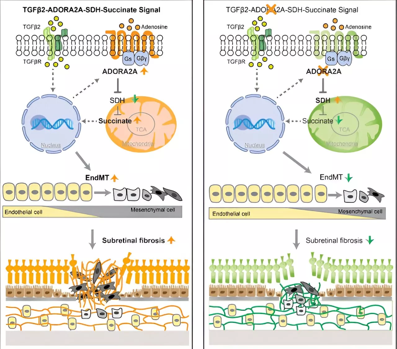 Scientists identify new treatment target for leading cause of blindness