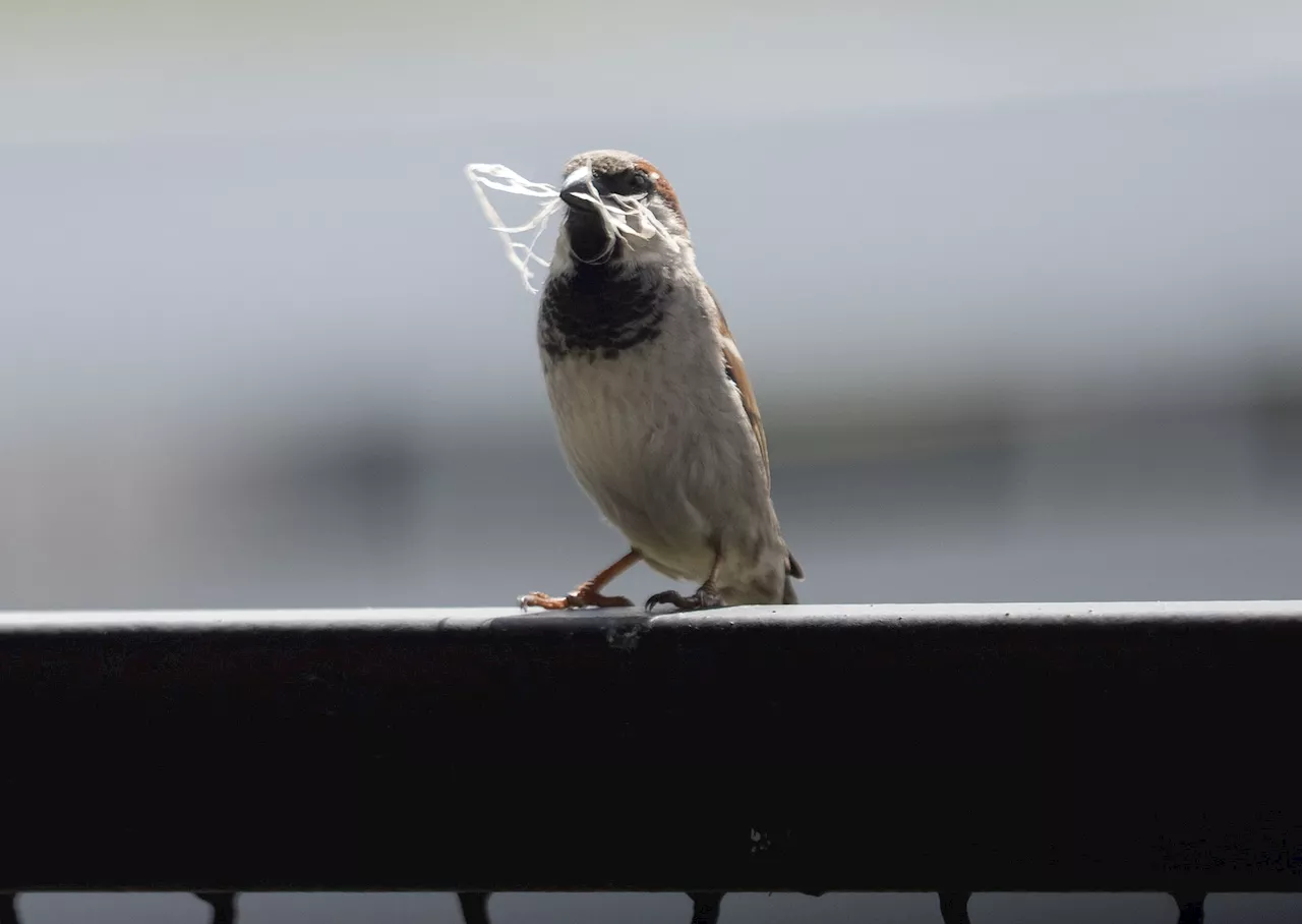 „Stunde der Gartenvögel“: Große Vogelzählung in Deutschland