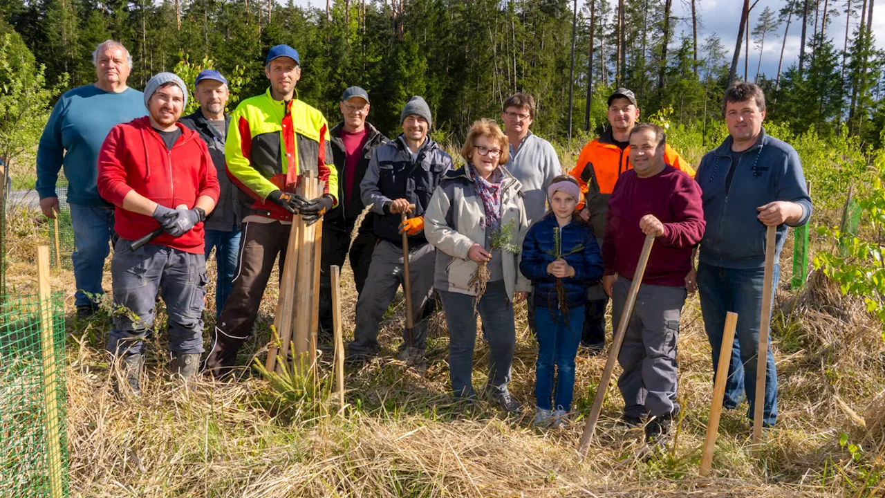 Brunn: Gemeinde pflanzte 600 neue Bäume