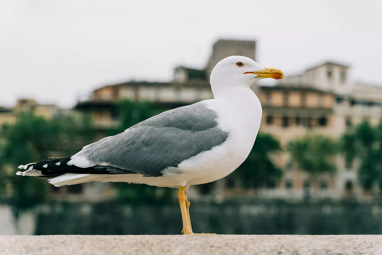 Bigger brains allow cliff-nesting seagull species to survive and thrive in urban environments