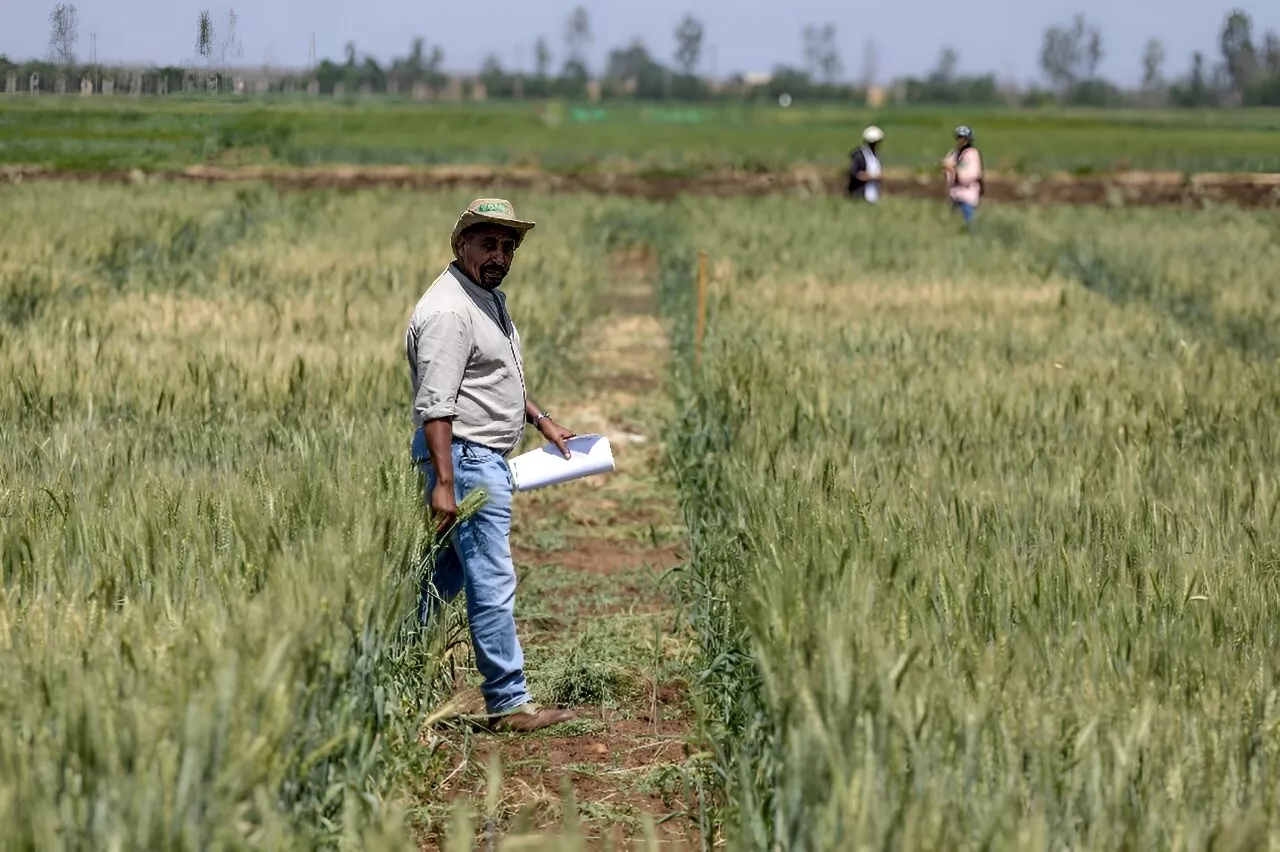 Morocco's farming revolution: Defying drought with science