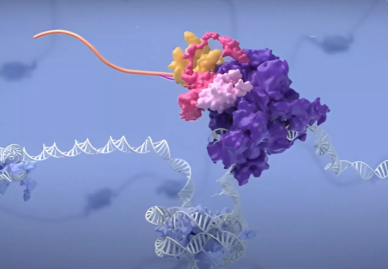 Understanding cellular transcription responses to oxygen deprivation