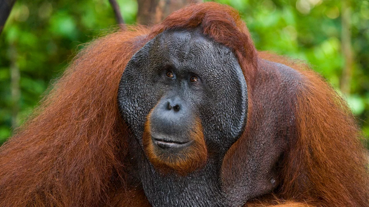 Orangutan observed using a plant to treat an open wound