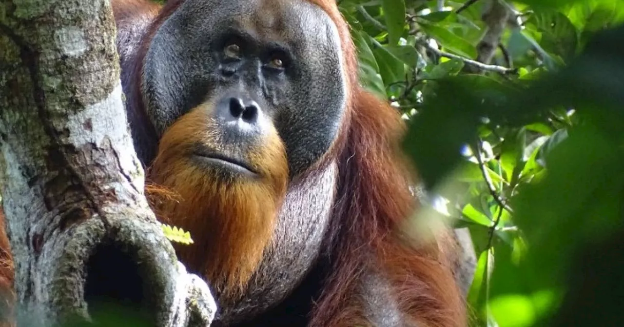 Researchers observed an orangutan applying chewed-up leaves to a facial wound.