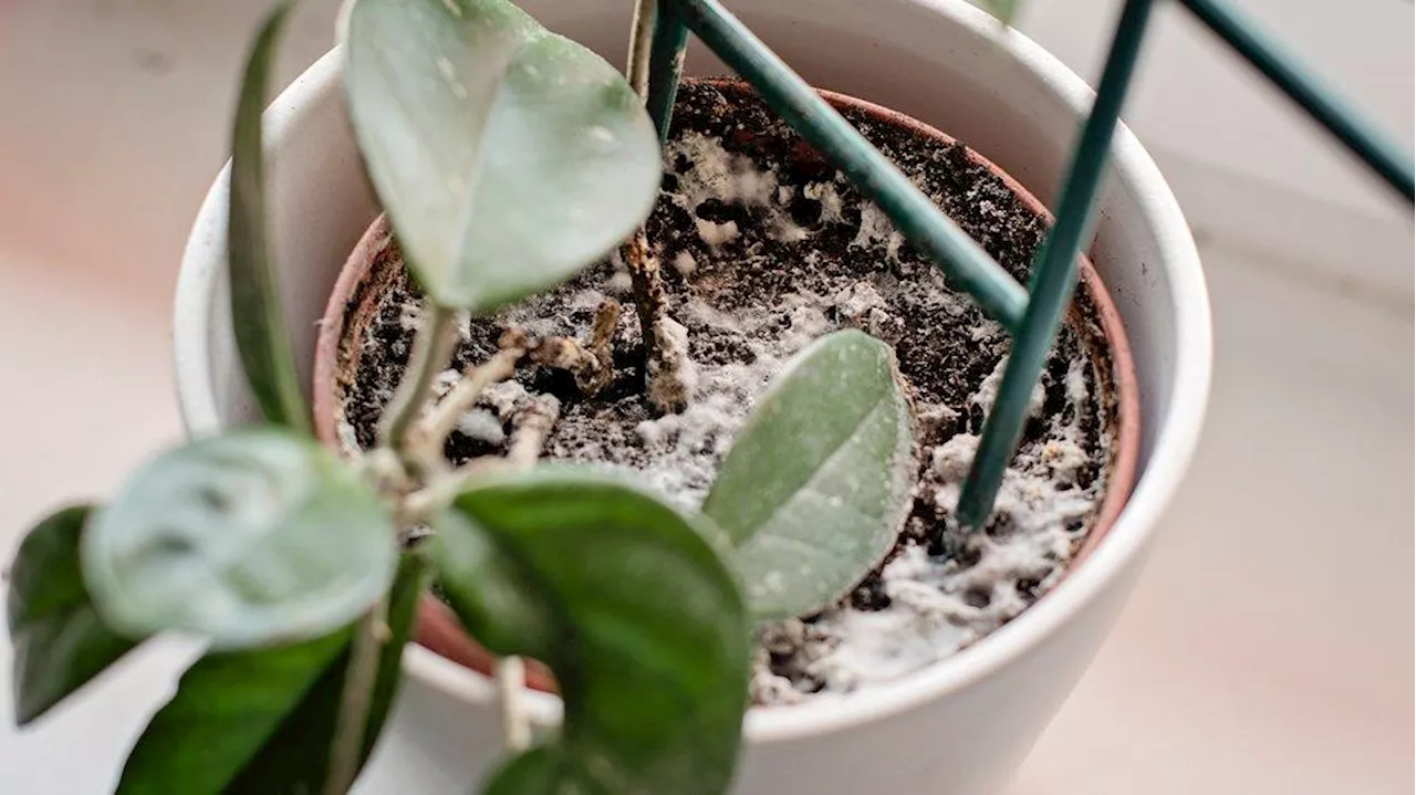 Gewusst? Das hilft bei weißen Flecken auf der Blumenerde